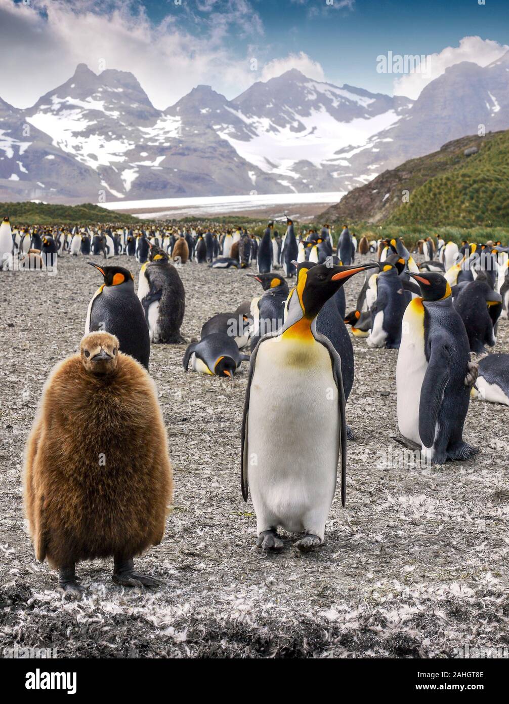 Colonie de manchots royaux sur l'île de Géorgie du Sud. Penguin chick porte manteau brun de plumes de duvet à côté d'adultes en période de reproduction. Banque D'Images