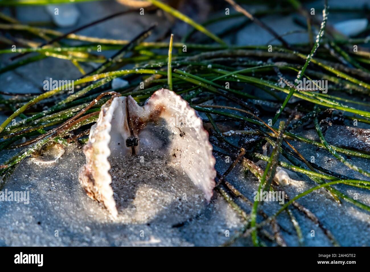 Des coquillages et des algues sur la plage - close up Banque D'Images