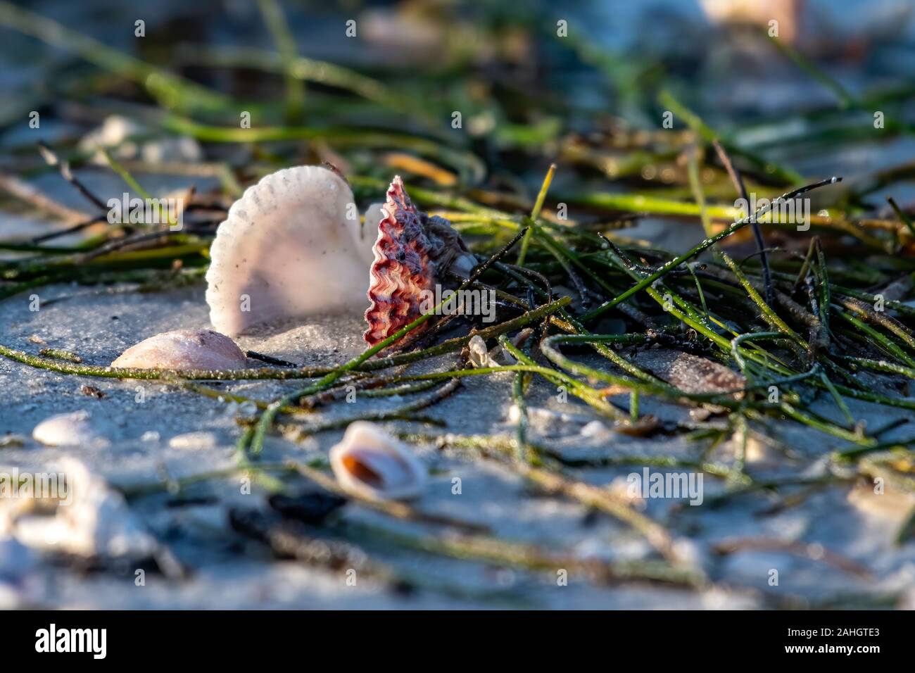 Des coquillages et des algues sur la plage - close up Banque D'Images