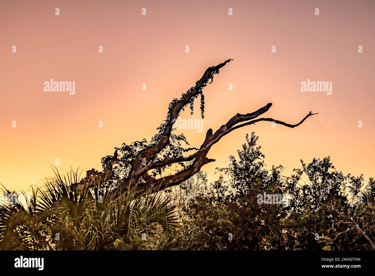 Voir tôt le matin d'un champ et d'arbres éclairées par la matin ciel coloré en Floride, USA Banque D'Images