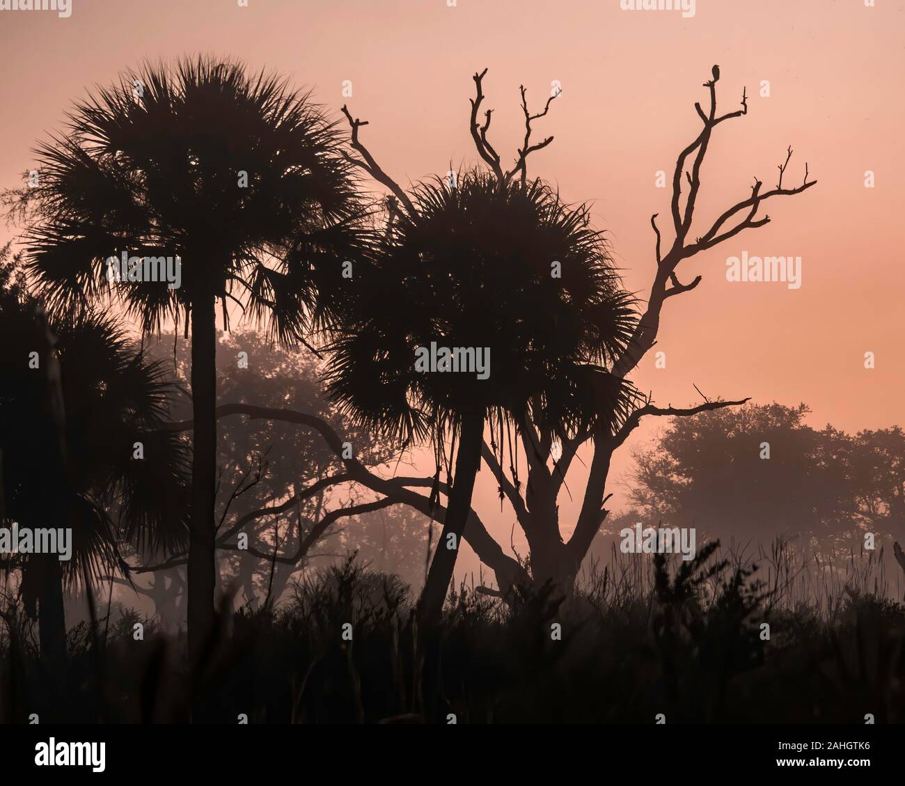 Voir tôt le matin d'un champ et d'arbres éclairées par la matin ciel coloré en Floride, USA Banque D'Images