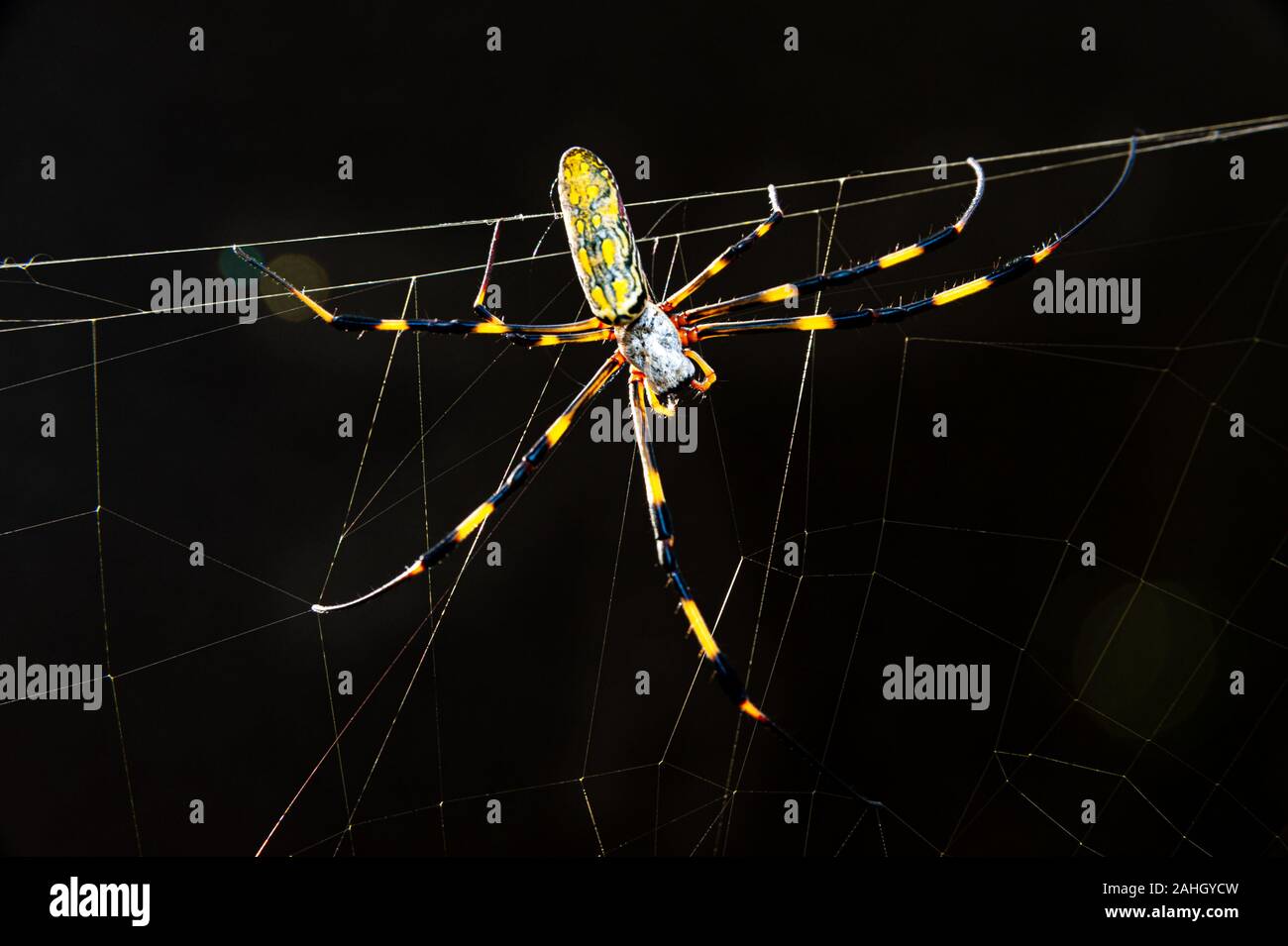 Belle close-up d'araignée Nephila clavata connu au Japon comme Joro gumo isolé sur fond noir avec le Flare. Plan horizontal. Banque D'Images