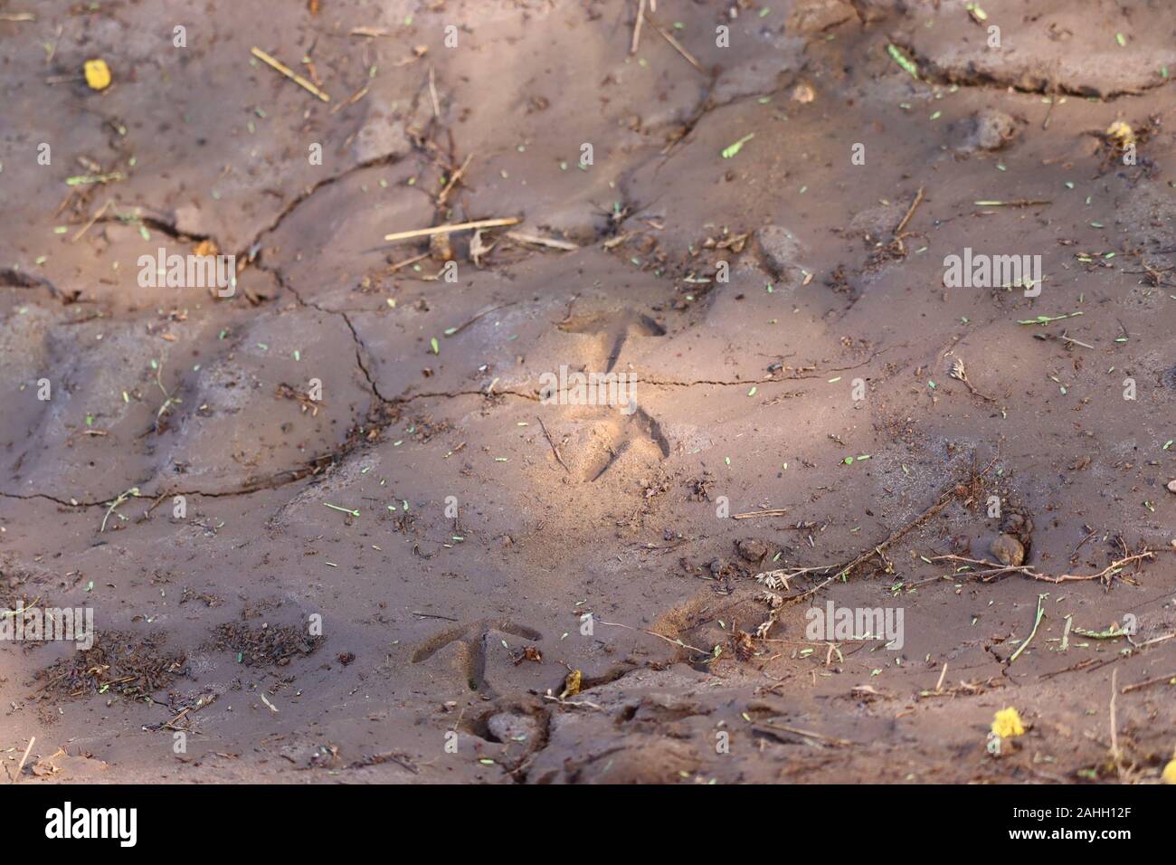 Pied d'oiseau imprimer sur du sable sec sous la lumière du soleil avec prairie Banque D'Images