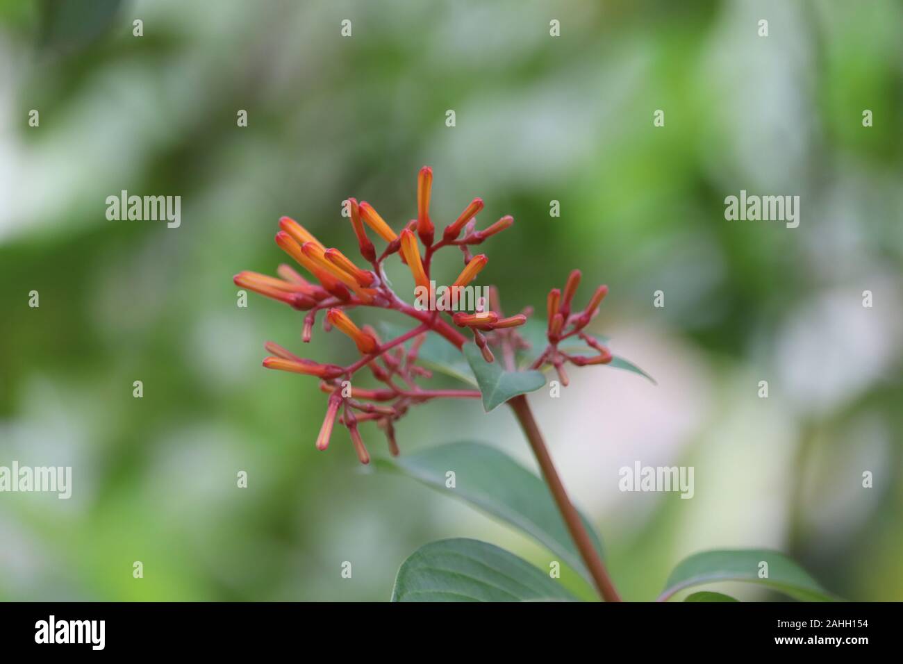 Magnifiques fleurs roses fleurs dans jardin avec fleur fond flou Banque D'Images