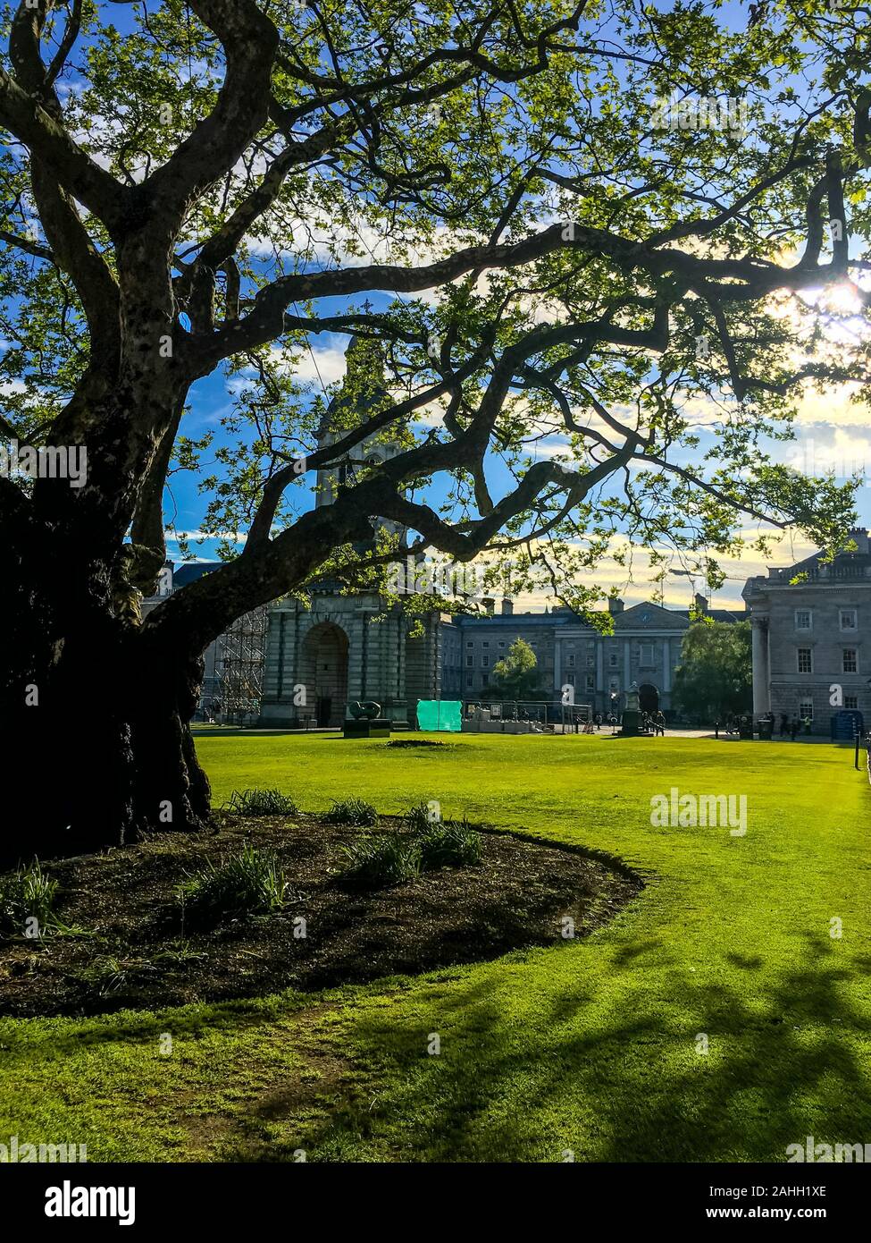 L'ancien arbre grandit sur le terrain de Irish College avec le bâtiment de collège en arrière-plan à Dublin, en Irlande. Banque D'Images