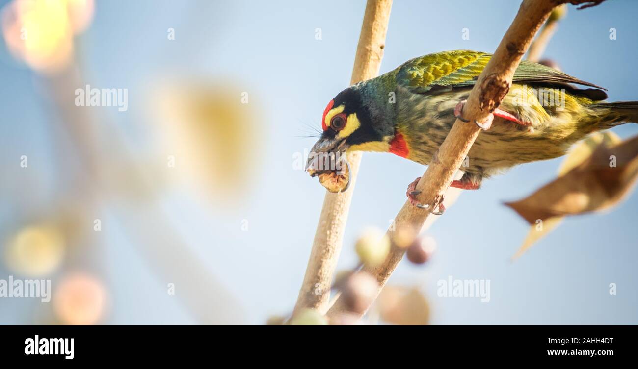 Coppersmith Barbet un oiseau perché sur une branche de manger un fruit Banque D'Images