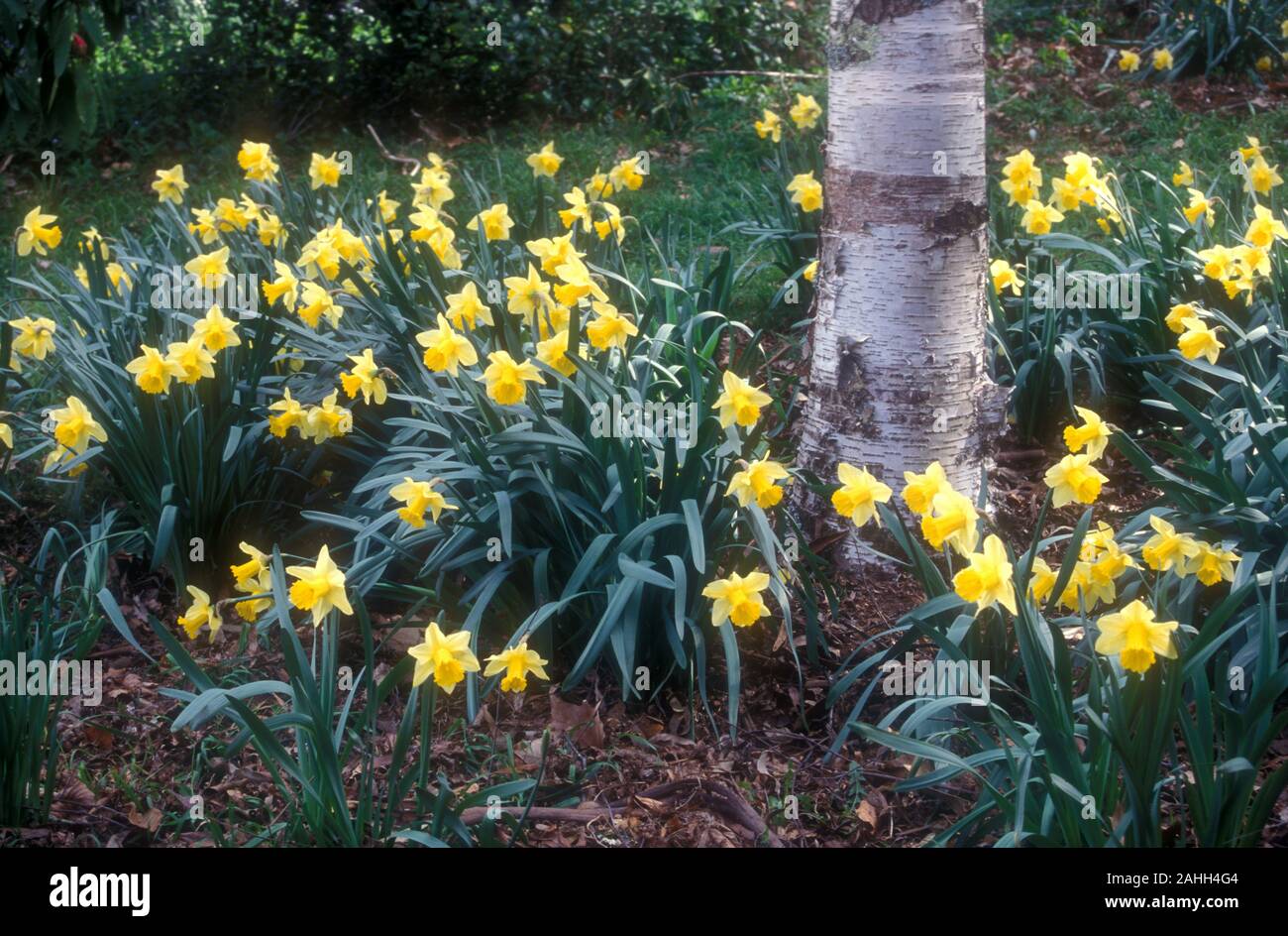 TRUMPETTES (NARCISSUS) EN PLEINE FLORaison AUTOUR DE LA BASE D'UN ARBRE DANS LES MONTAGNES BLEUES, NEW SOUTH WALES, AUSTRALIE Banque D'Images