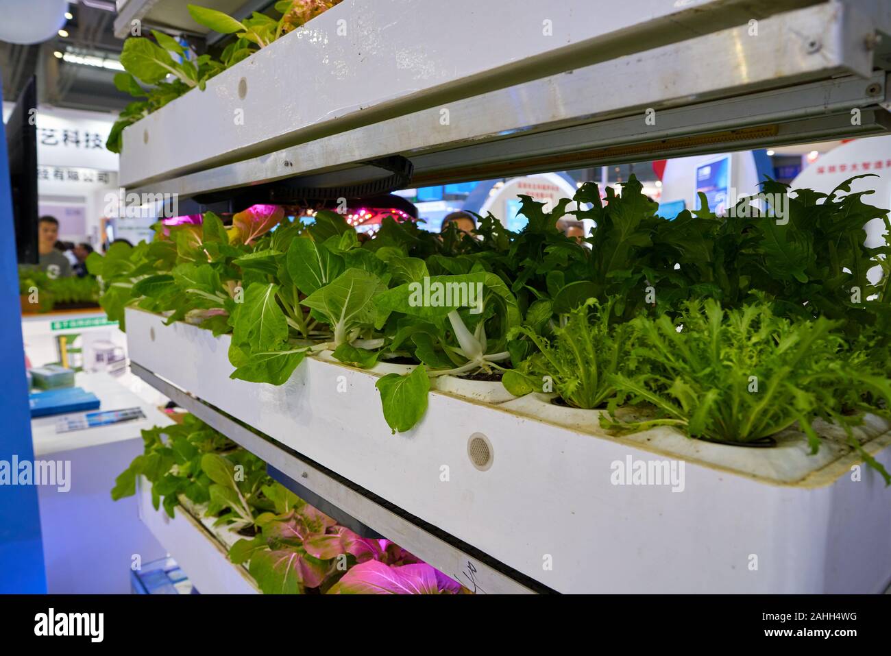 SHENZHEN, CHINE - circa 2019, novembre : les plantes exposées au Salon chinois des technologies de 2019 à Shenzhen Convention & Exhibition Centre. Banque D'Images