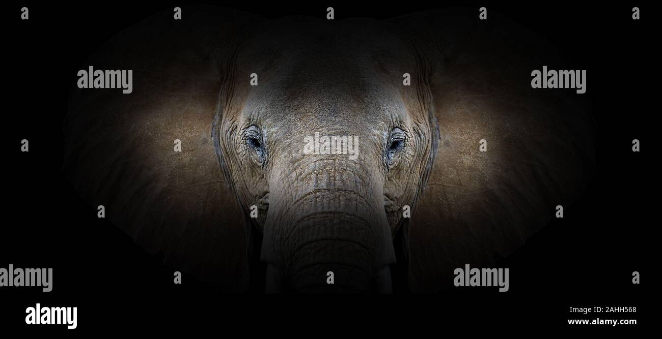 Portrait de l'éléphant sur un fond noir. Vue depuis l'obscurité Banque D'Images