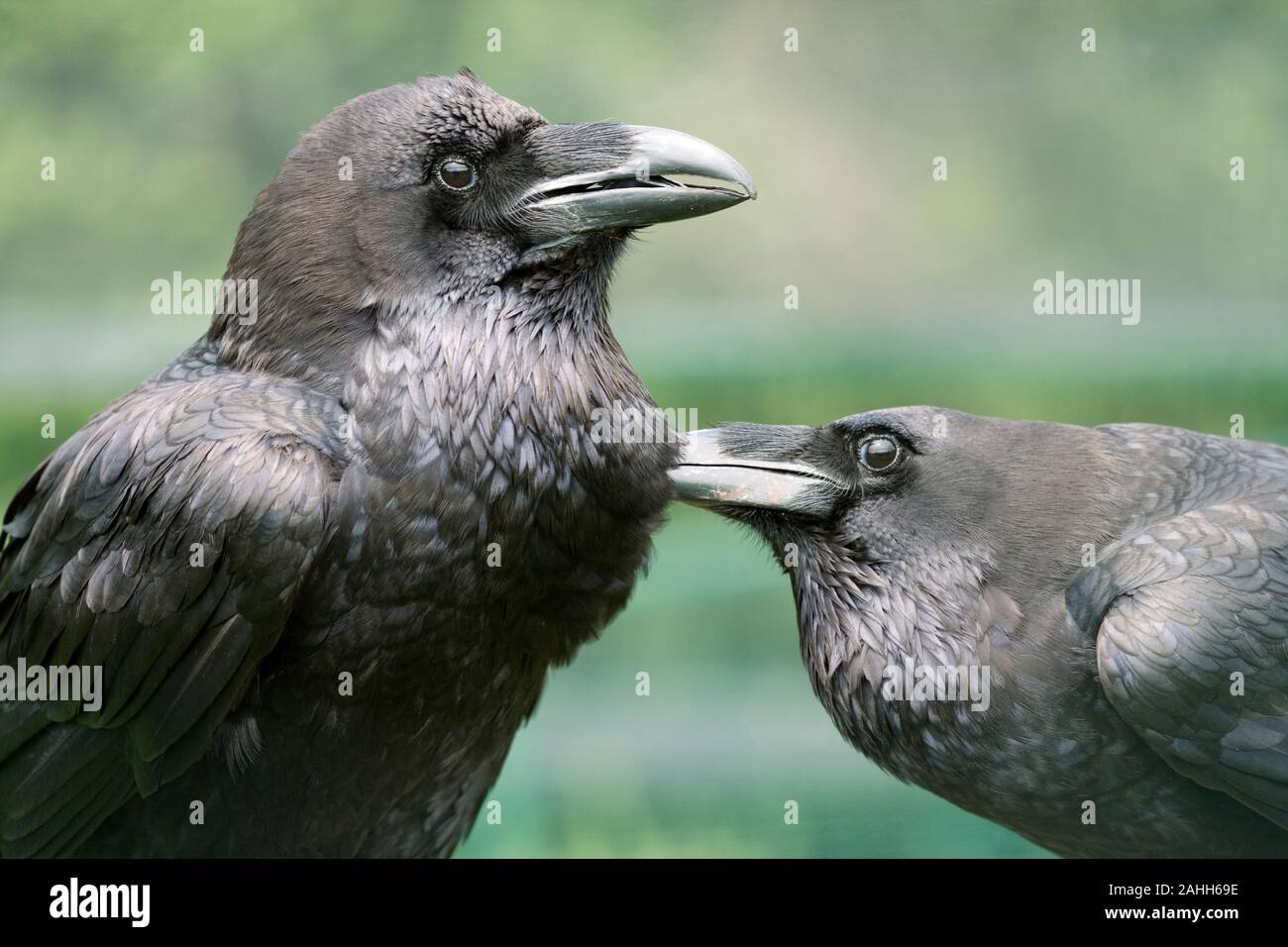 Grand corbeau (Corvus corax). Paire, avec les femmes sur le droit de solliciter des hommes. Banque D'Images