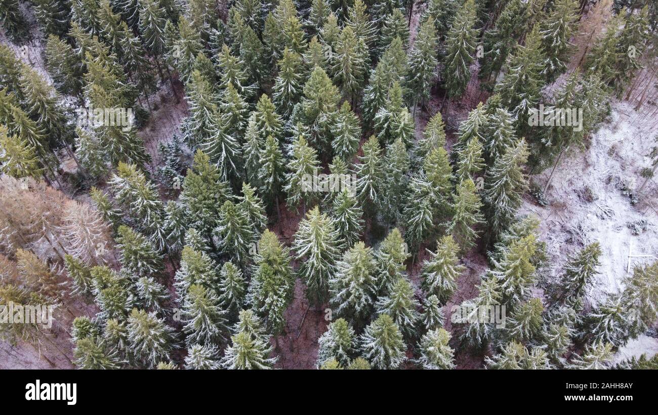 Drone aérien vue sur la forêt en hiver. Les épinettes couvertes de neige comme vu du dessus. Paysage d'hiver romantique de saison, l'arrière-plan. Banque D'Images