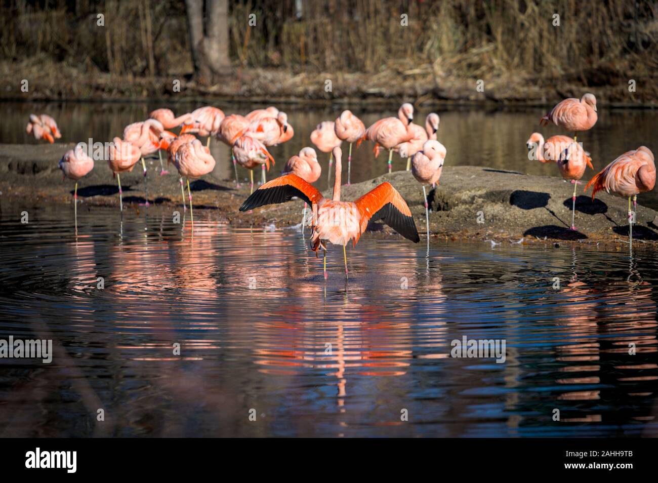 Belle luxueusement flamants roses, bénéficiant d'une baignoire d'après-midi dans leur lac préféré Banque D'Images