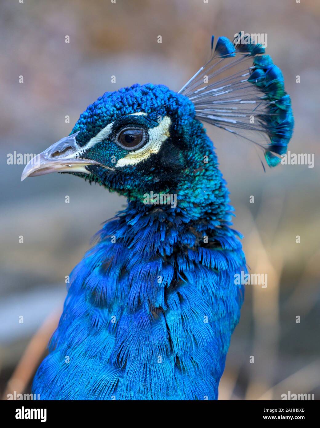 Libre d'un beau bleu, le visage de paon Banque D'Images