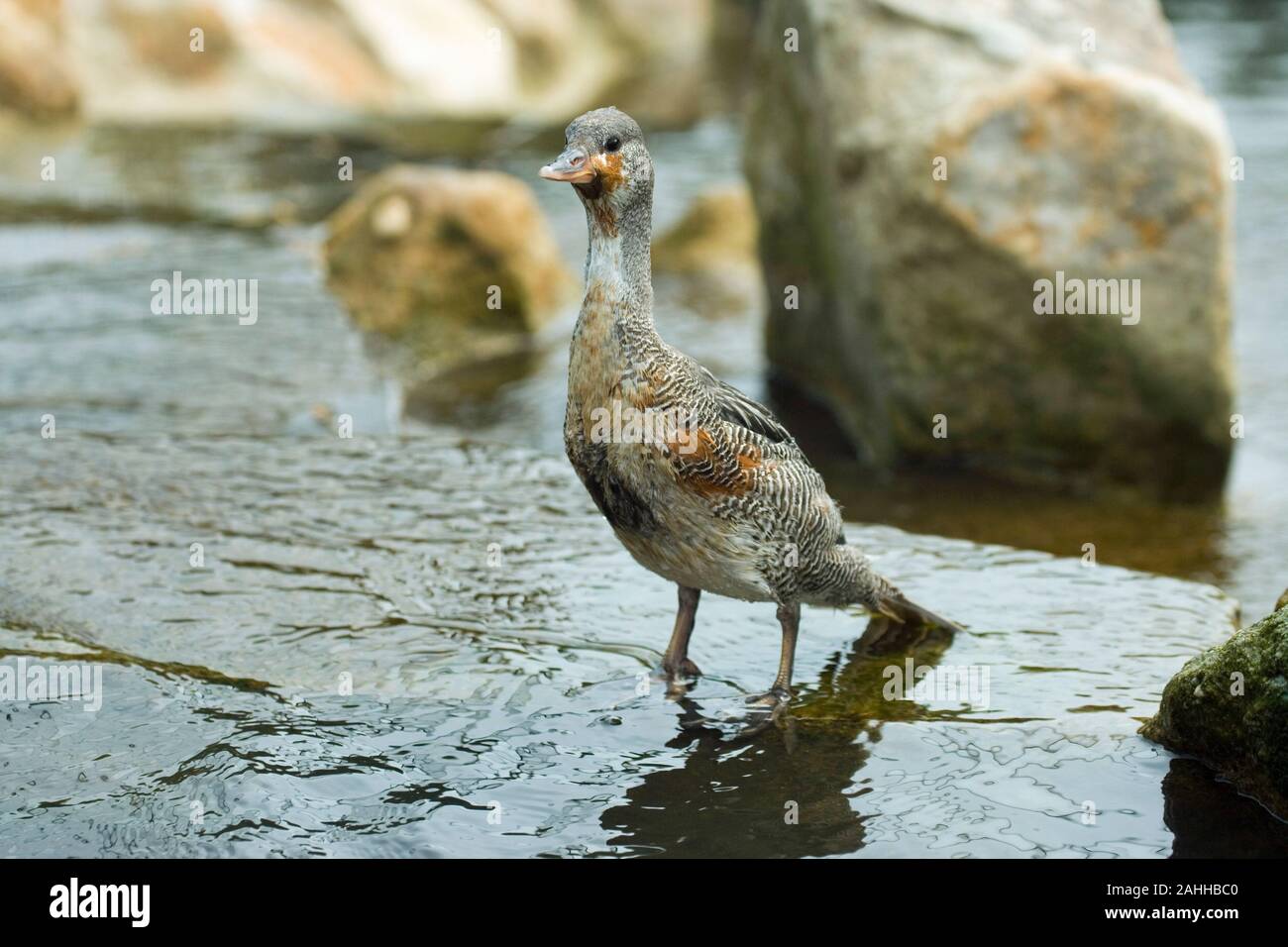 CANARD TORRENT chilien (Merganetta a. armata) dans le plumage immature transitoire. Banque D'Images