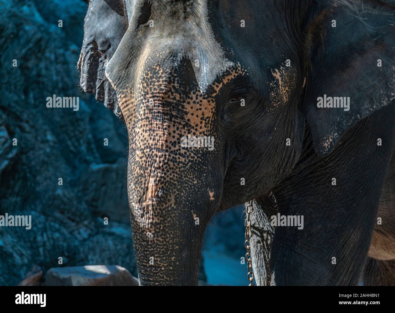 Close up face à l'éléphant dans un zoo de Thaïlande. Banque D'Images