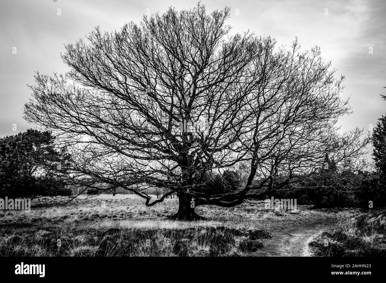 Beau chêne isolé en noir et blanc, prises dans la nature préserver "antingerveld' province Drenthe aux Pays-Bas Banque D'Images
