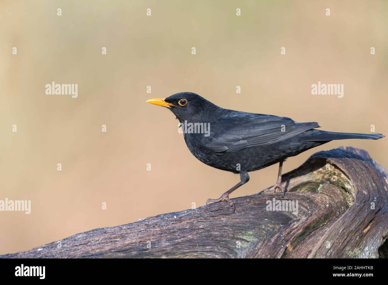 Amsel Maennchen, Turdus merula Blackbird mâle, Banque D'Images