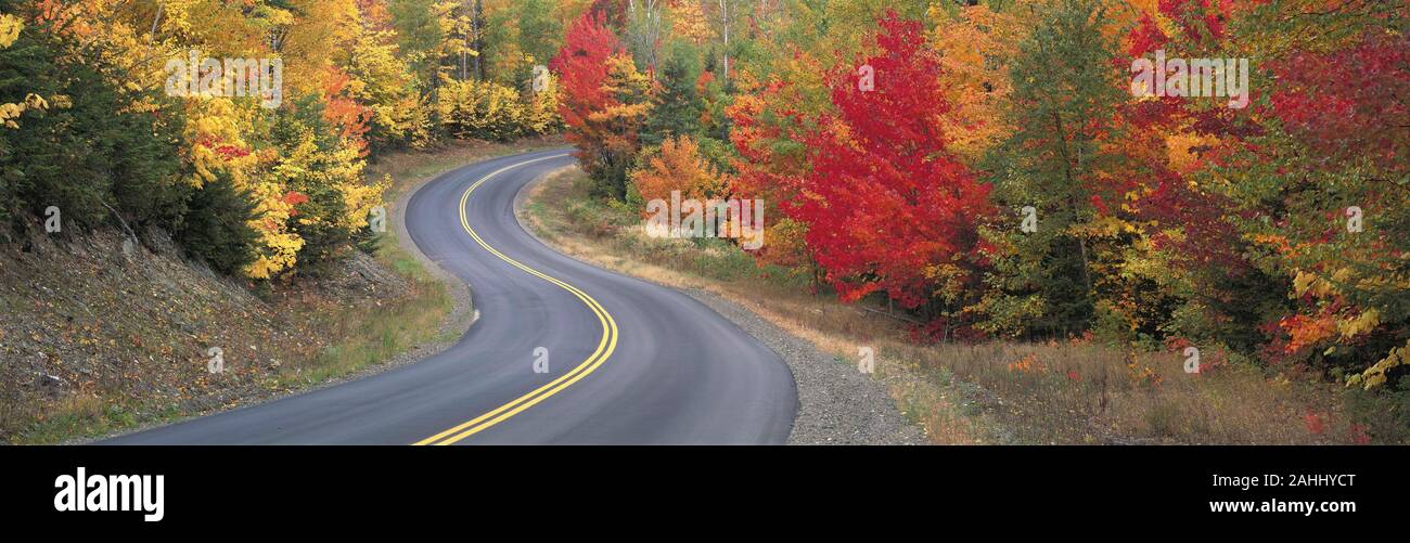 Érable dans la couleur de l'automne pointe le long de la route juste avant d'entrée à Matagamon Baxter State Park, Maine. Banque D'Images