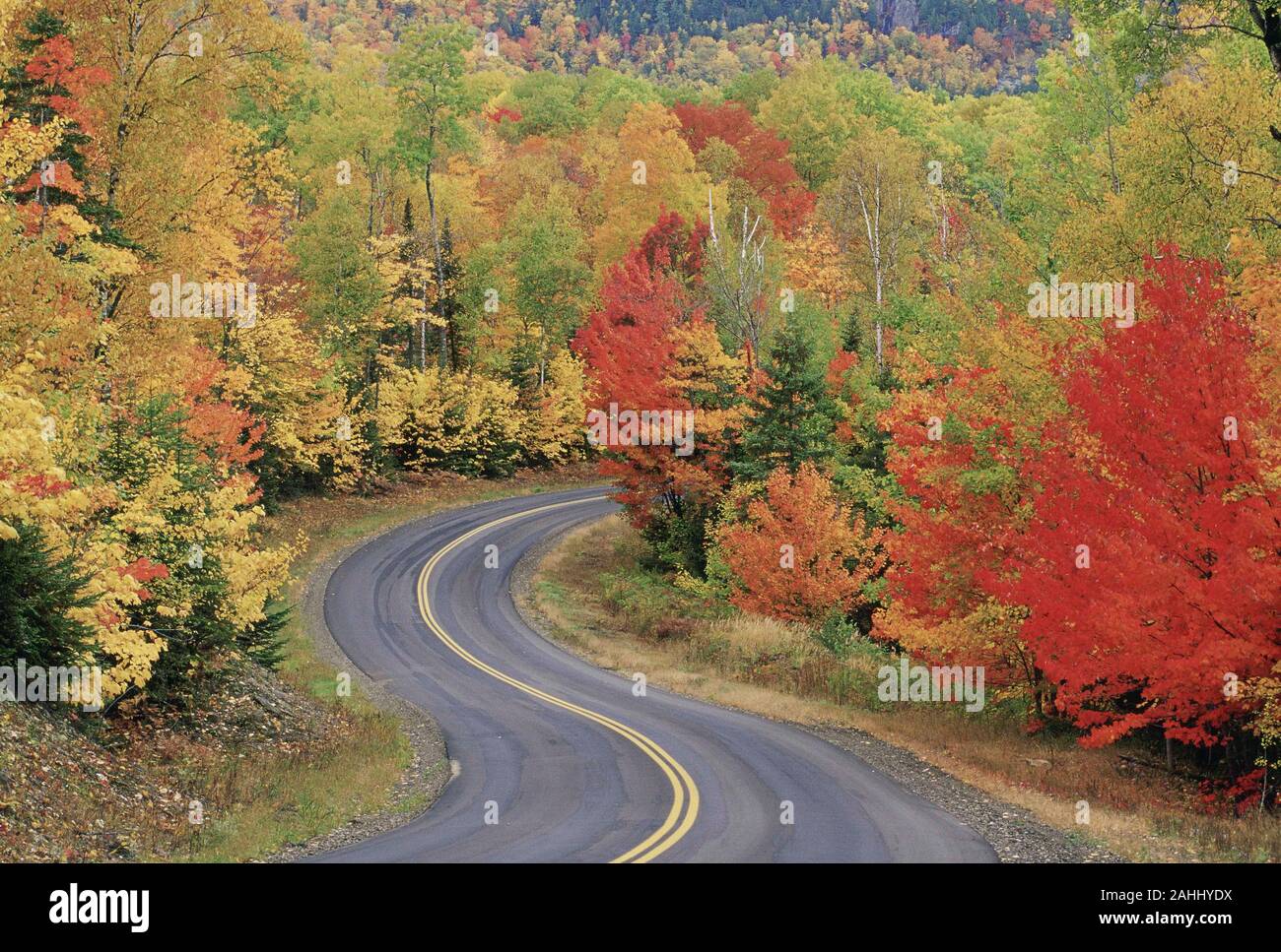 Érable dans la couleur de l'automne pointe le long de la route juste avant d'entrée à Matagamon Baxter State Park, Maine. Banque D'Images