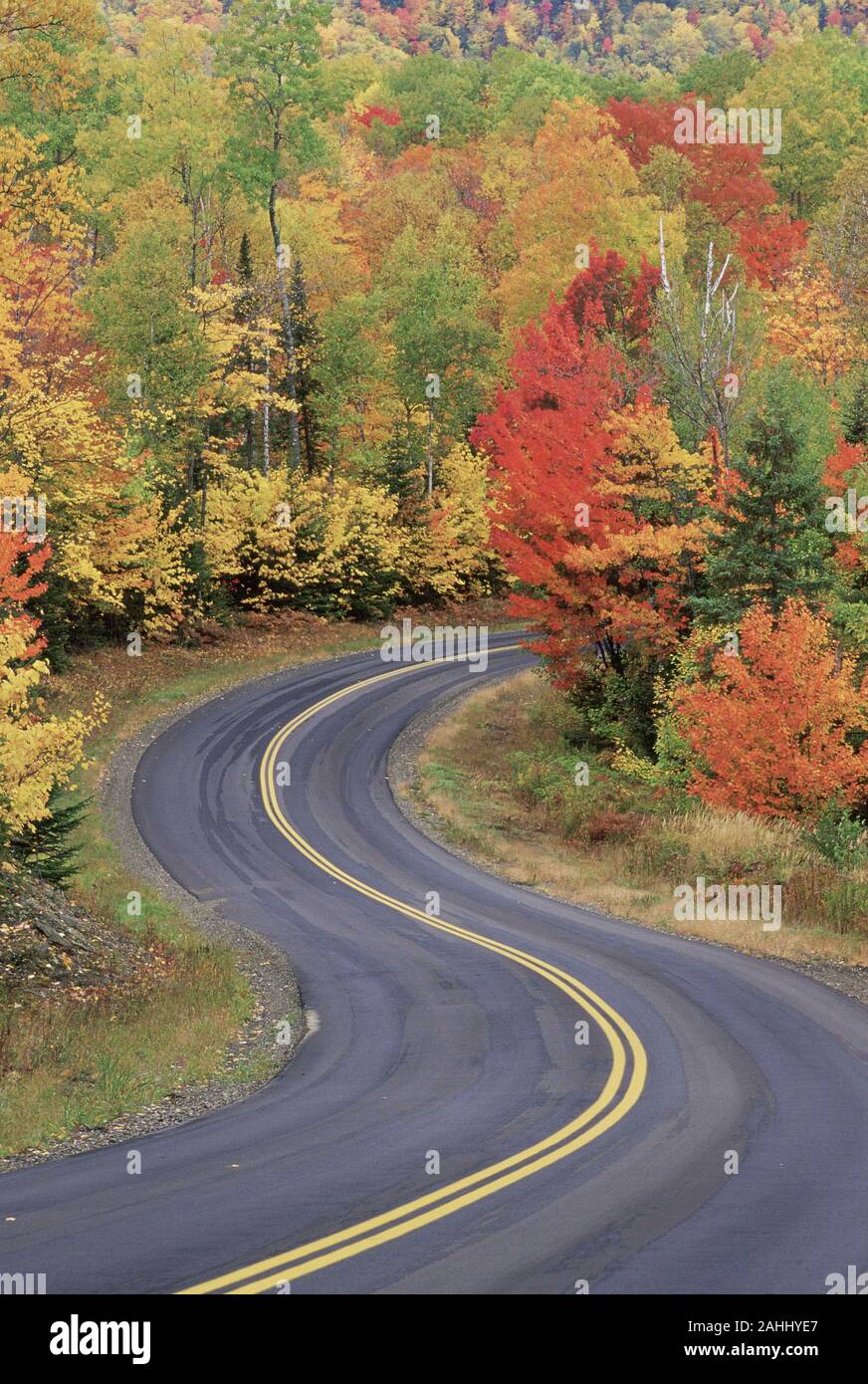 Érable dans la couleur de l'automne pointe le long de la route juste avant d'entrée à Matagamon Baxter State Park, Maine. Banque D'Images