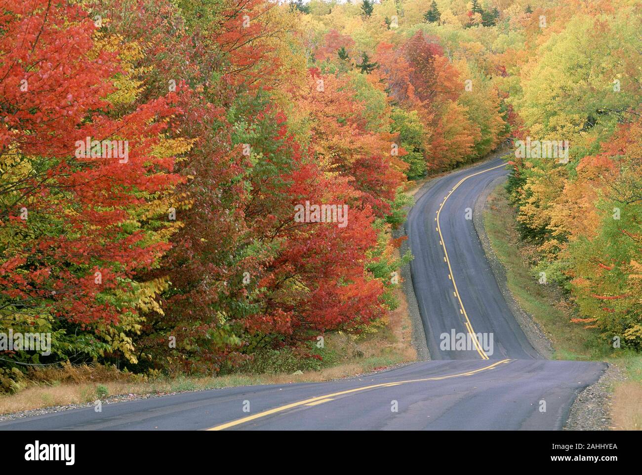 Érable dans la couleur de l'automne pointe le long de la route juste avant d'entrée à Matagamon Baxter State Park, Maine. Banque D'Images