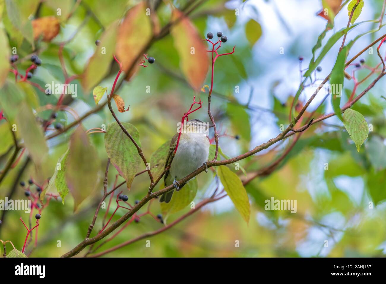 Viréo aux yeux rouges dans le nord du Wisconsin. Banque D'Images