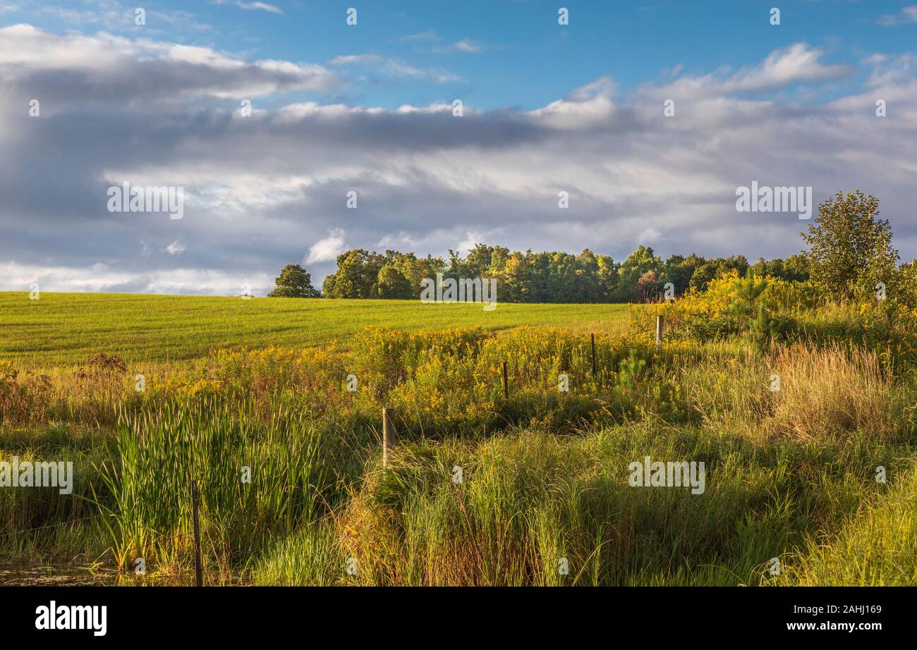 Le champ d'un agriculteur sur une belle journée d'automne dans le nord du Wisconsin. Banque D'Images