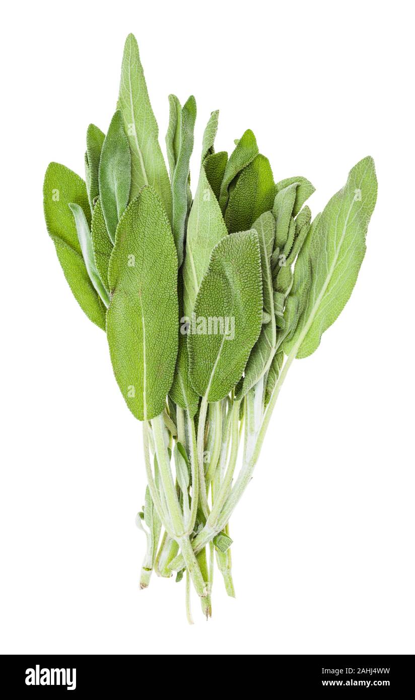 Offre groupée de produits frais sauge (Salvia officinalis) herb isolé sur fond blanc Banque D'Images
