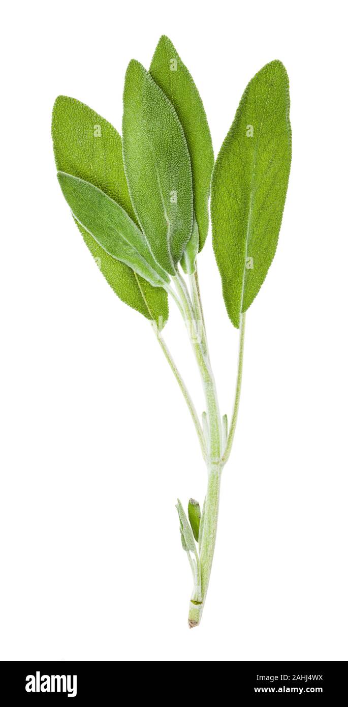 Rameau vert de la sauge (Salvia officinalis) herb isolé sur fond blanc Banque D'Images