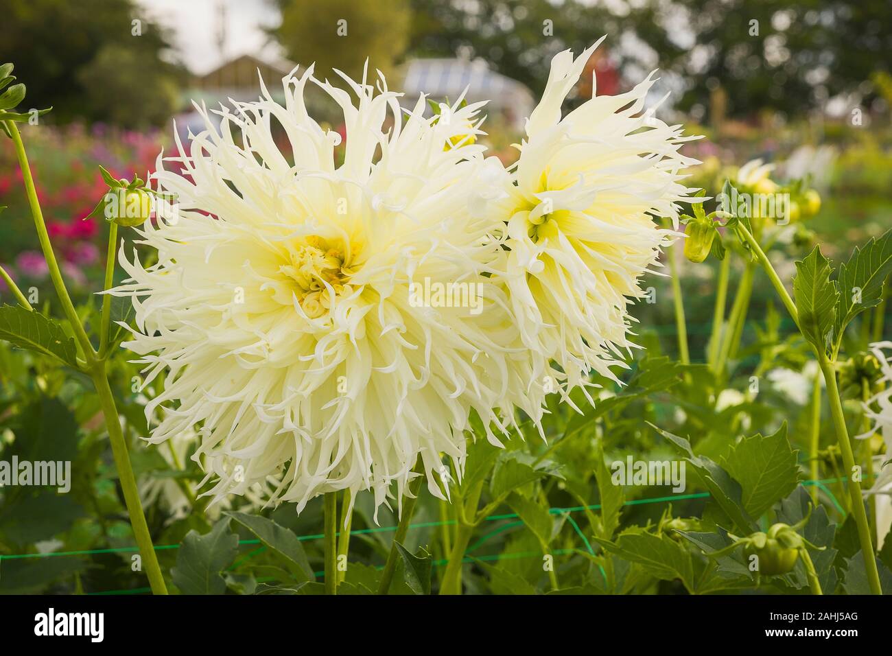 Dahlia 'Tsuki-yori-no-shisha'du fimbriata type affiche pétales blanc crème shaggy au début de l'automne Banque D'Images