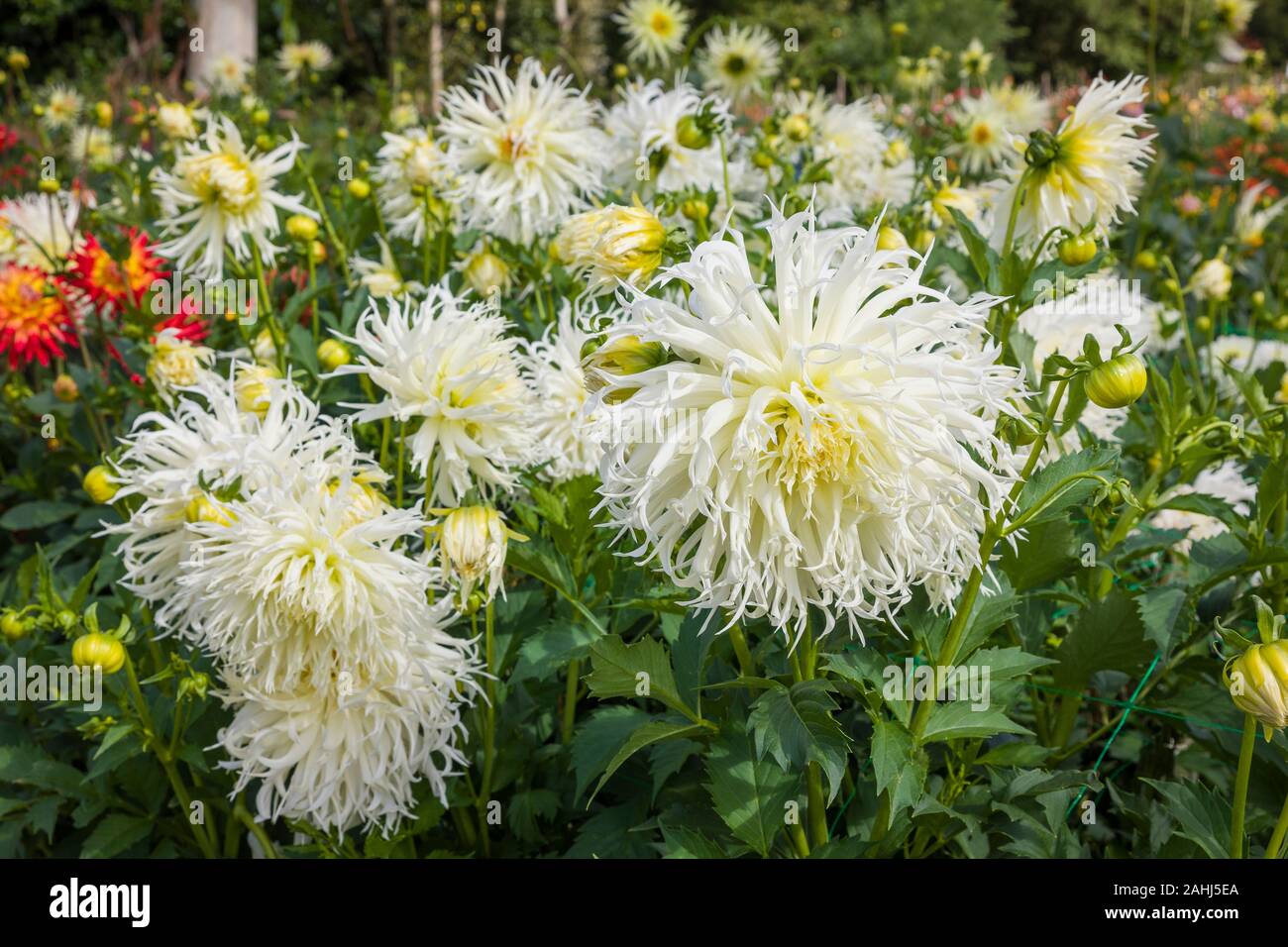 Pétales hirsutes caractériser Dahlia 'Tsuki-yori-no-shisha' la floraison au début de l'automne Banque D'Images