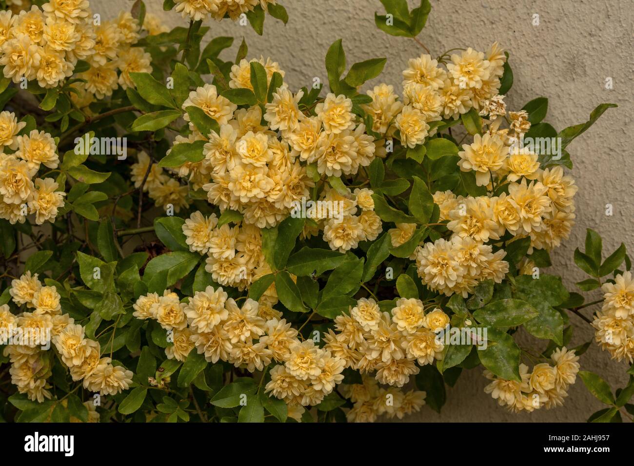 Dame rose jaune des banques, Rosa banksiae 'Lutea', planté contre le mur de la maison. Banque D'Images