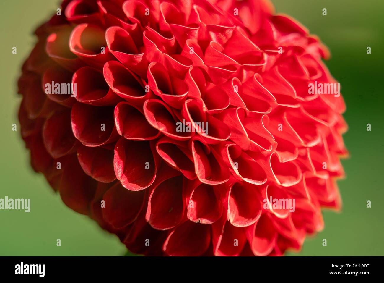 Plan Macro sur un pompon rouge 'Red Hapet En' Dahlia fleur qui s'épanouit au soleil Banque D'Images