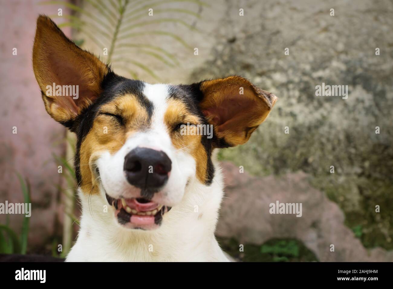 Rire sourire chien avec les yeux fermés et blanc, orange et points noirs se  trouvant dans le jardin naturel Photo Stock - Alamy