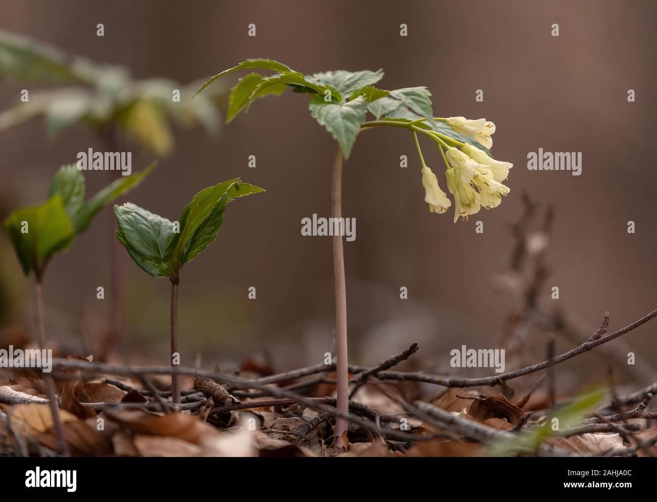 9 toothwort à feuilles, Cardamine enneaphylla, en fleurs en vieux bois des hautes terres, la Croatie. Banque D'Images