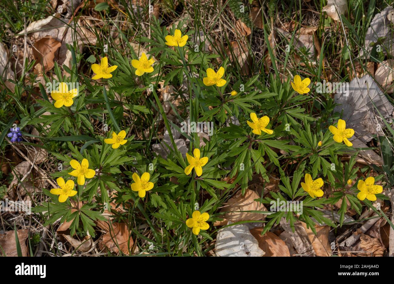 Anémone des bois jaune, Anemone, les forêts, les montagnes du Velebit, Croatie. Banque D'Images