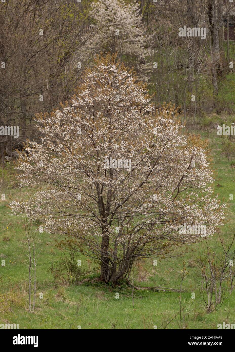 Le Merisier, Prunus avium arbre en fleur au printemps. Banque D'Images
