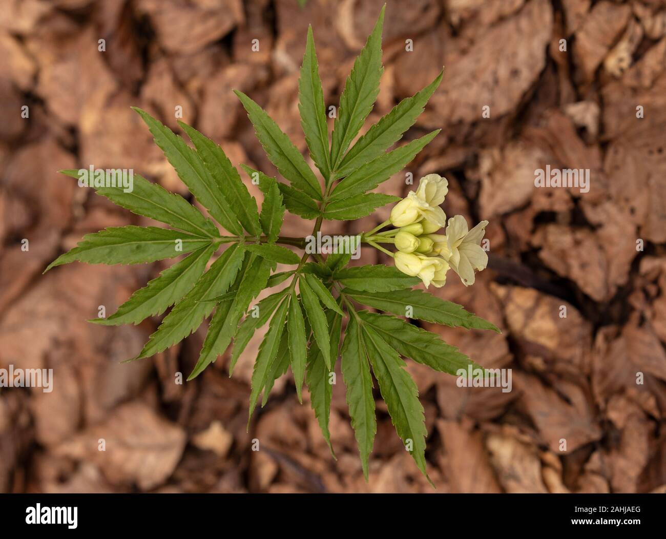 9 toothwort à feuilles, Cardamine enneaphylla, en fleurs en vieux bois des hautes terres, la Croatie. Banque D'Images