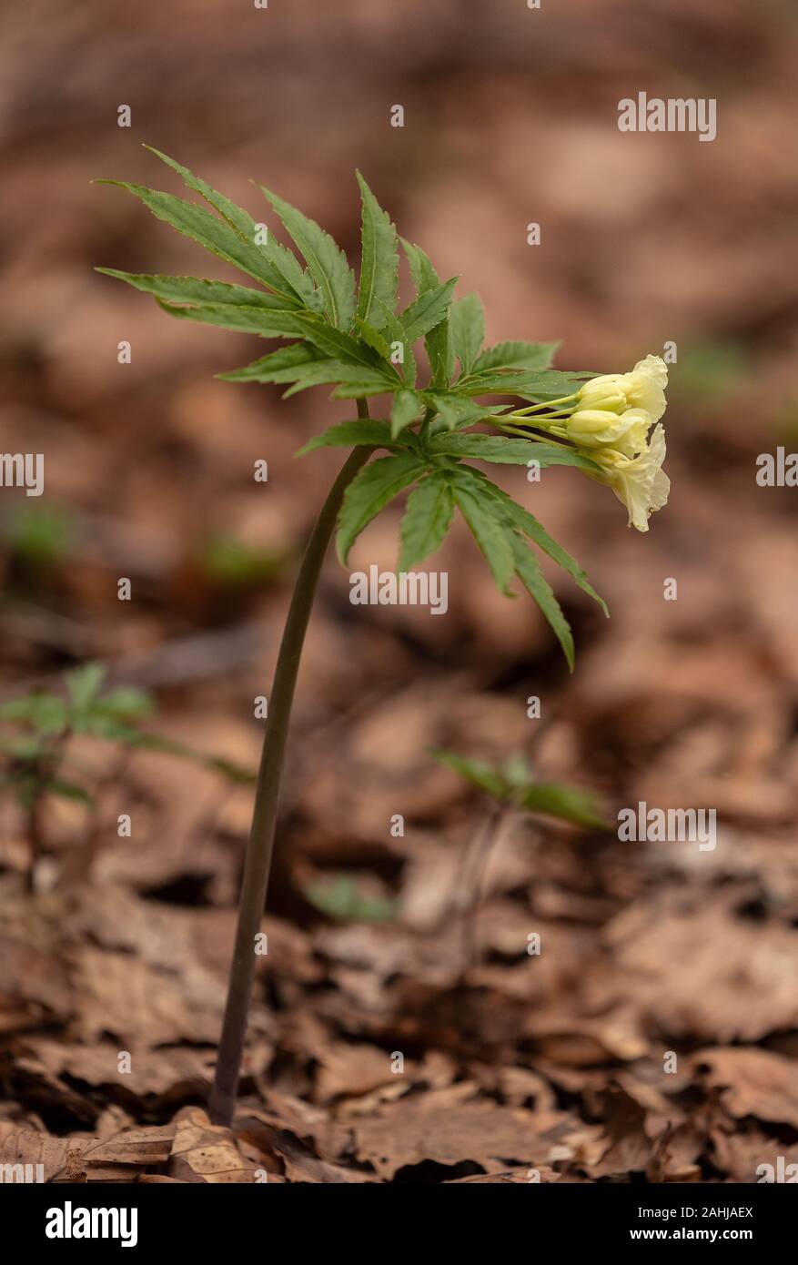 9 toothwort à feuilles, Cardamine enneaphylla, en fleurs en vieux bois des hautes terres, la Croatie. Banque D'Images