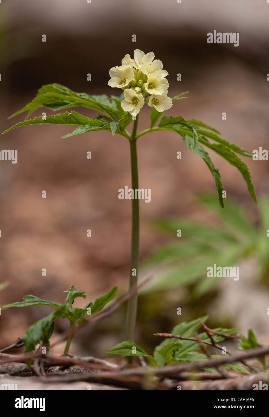 9 toothwort à feuilles, Cardamine enneaphylla, en fleurs en vieux bois des hautes terres, la Croatie. Banque D'Images