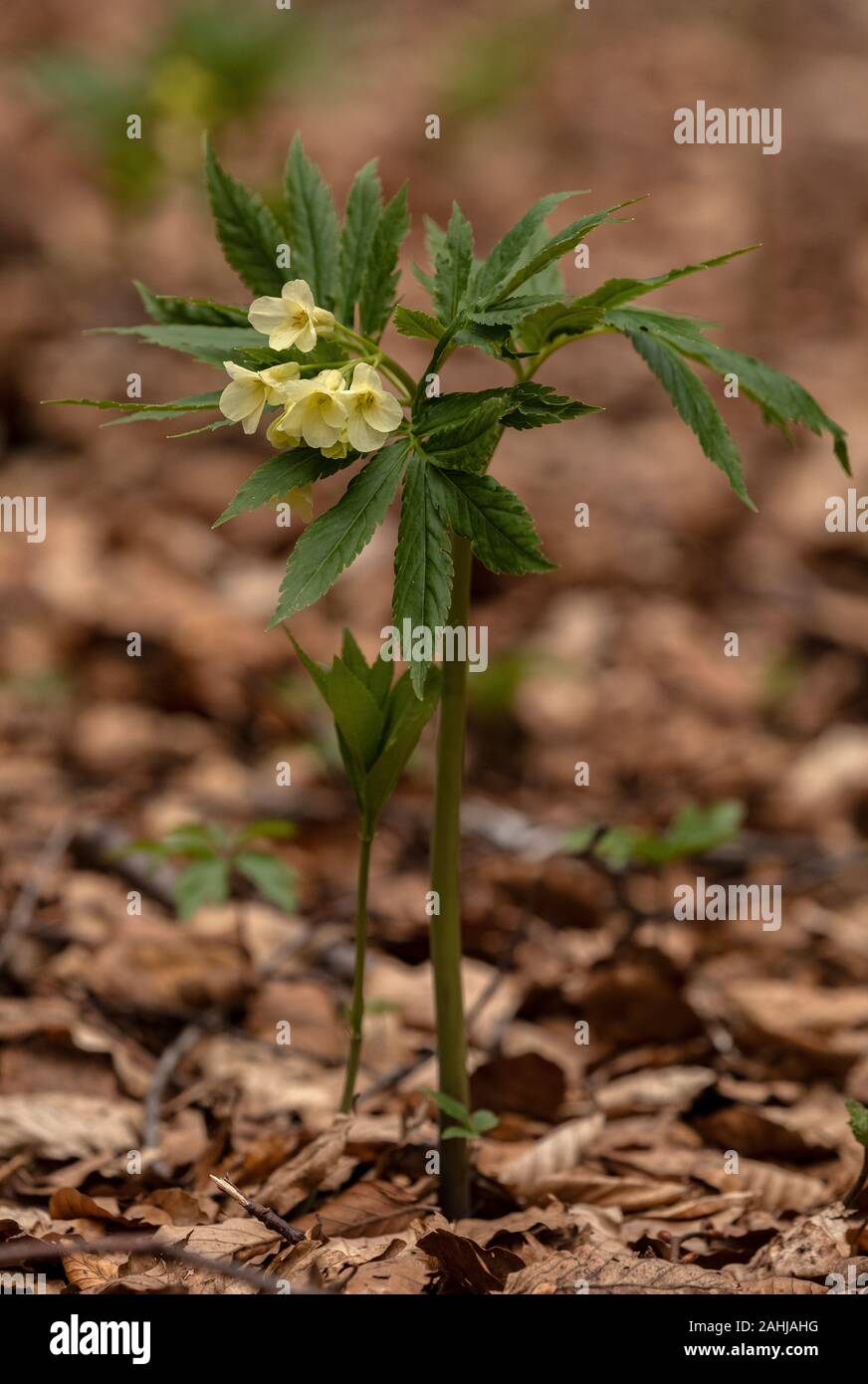 9 toothwort à feuilles, Cardamine enneaphylla, en fleurs en vieux bois des hautes terres, la Croatie. Banque D'Images
