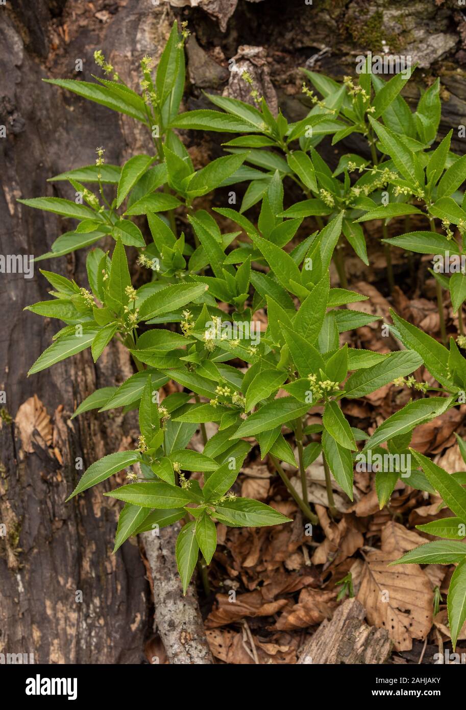Dog's Mercury, Mercurialis perennis, en fleurs en vieux bois. Banque D'Images