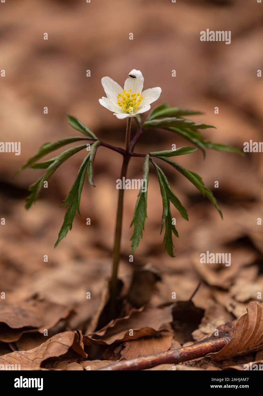 Anémone des bois Anemone nemorosa, en fleurs au début du printemps, en bois de hêtre. Banque D'Images