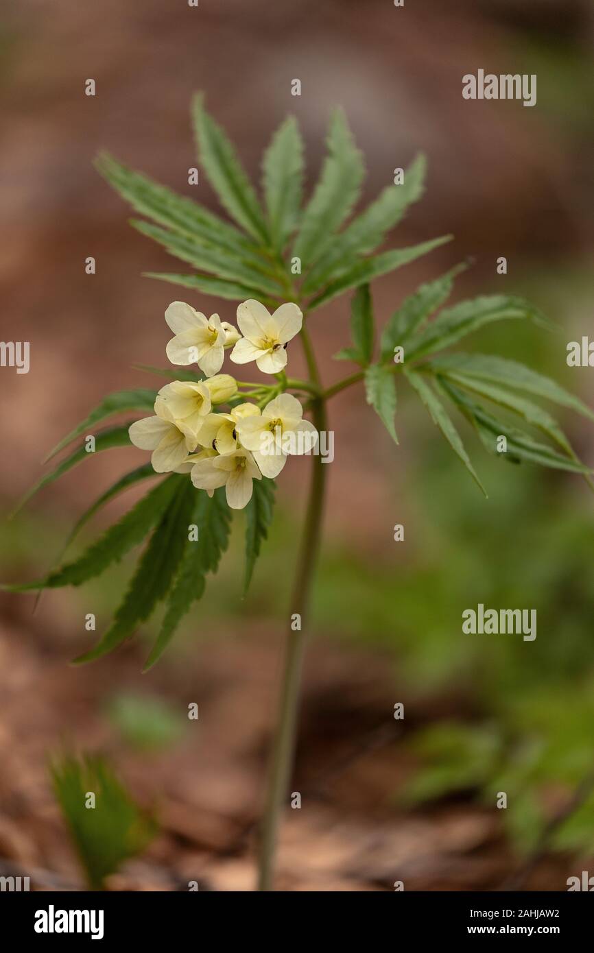 9 toothwort à feuilles, Cardamine enneaphylla, en fleurs en vieux bois des hautes terres, la Croatie. Banque D'Images