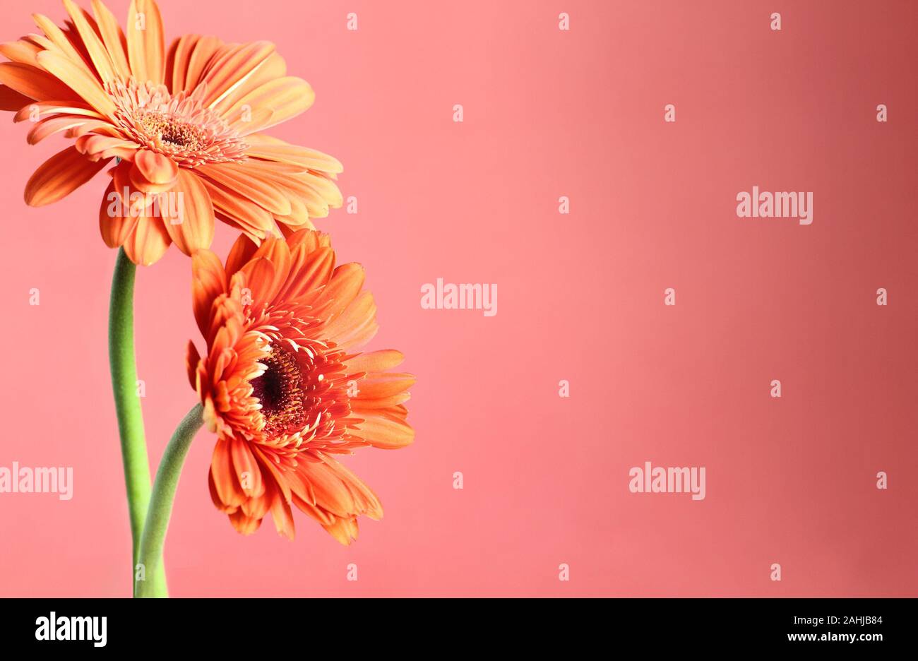 Beau résumé de deux Marguerites gerbera orange contre un arrière-plan coloré. Copie de l'espace pour votre texte. Selective focus on centre de da Banque D'Images