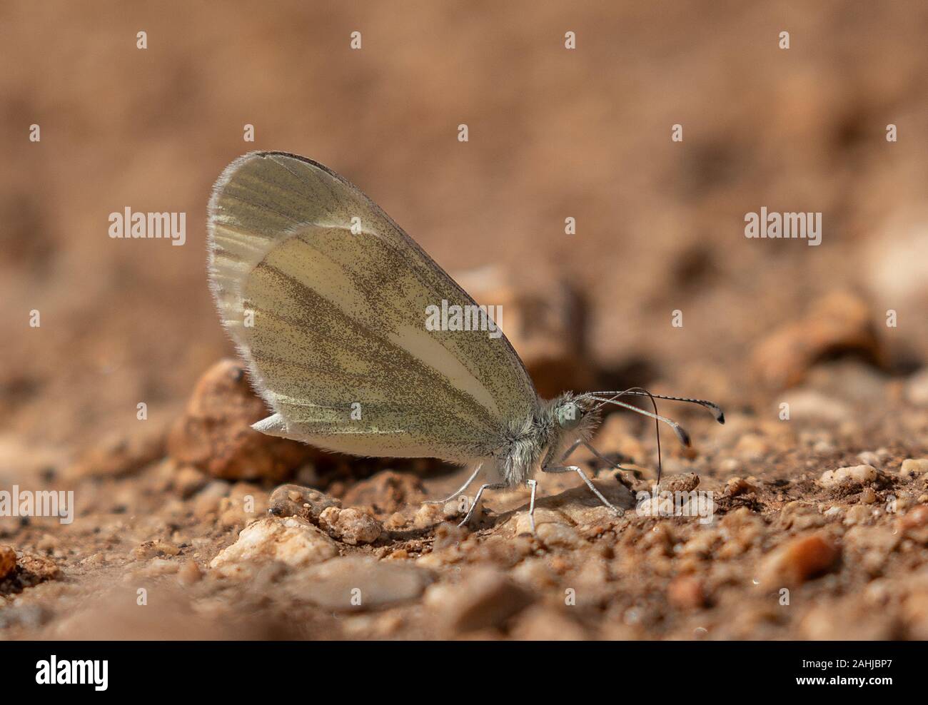 Bois mâle blanc, Leptidea sinapis - hommes de boue-mares en Croatie. Première portée. Banque D'Images