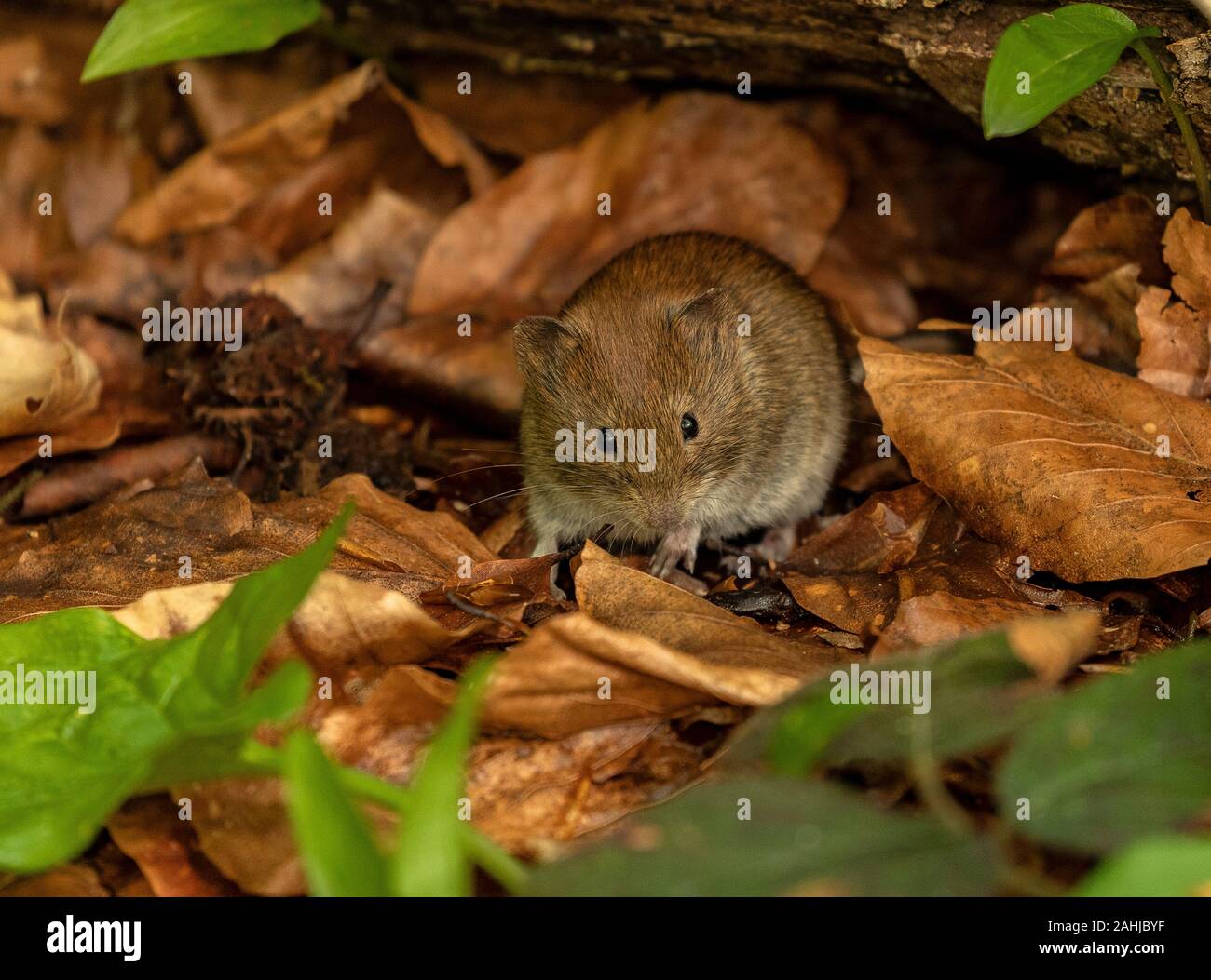 Myodes glareolus campagnol roussâtre, active, au printemps en bois de hêtre. Banque D'Images