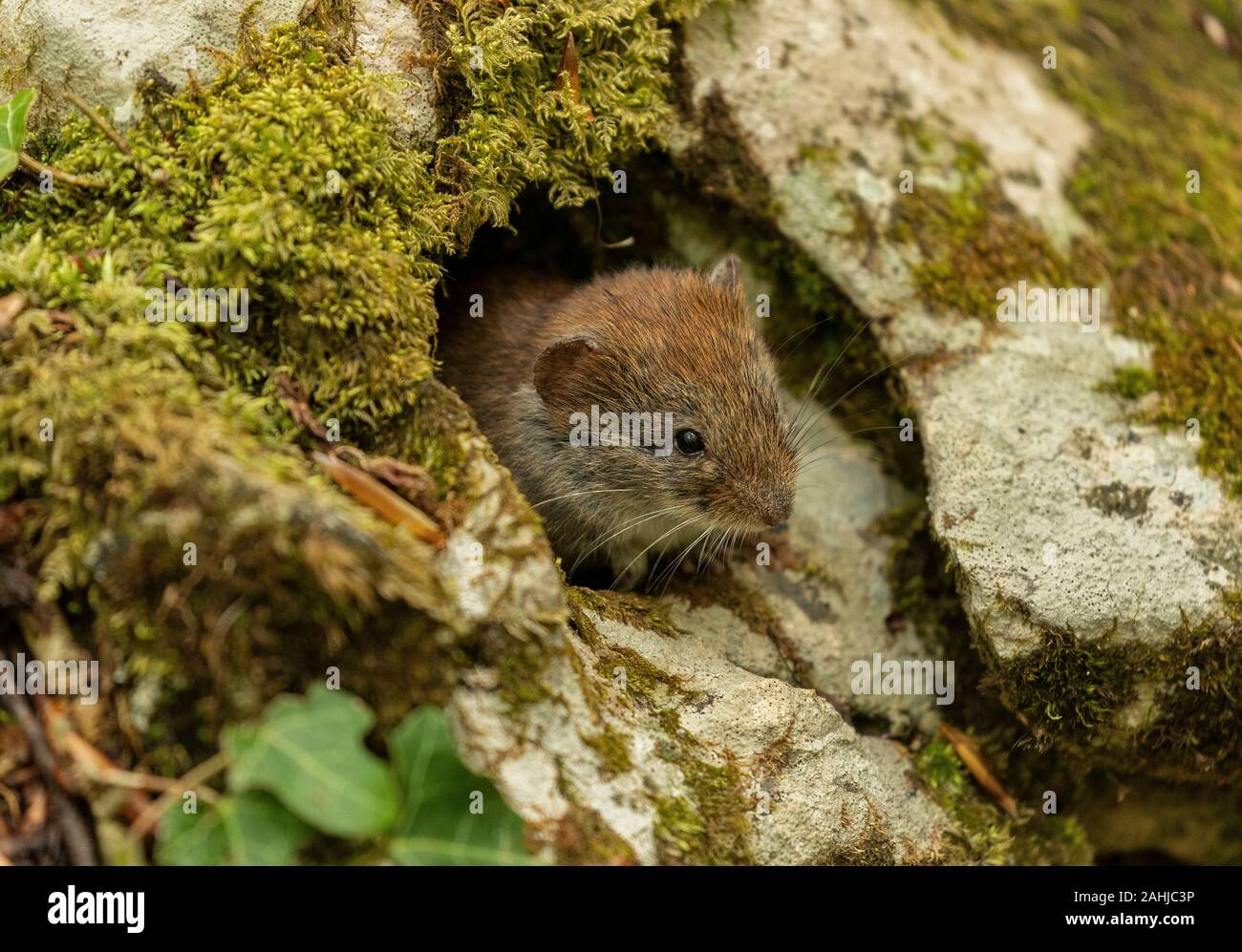 Myodes glareolus campagnol roussâtre, active, au printemps en bois de hêtre. Banque D'Images