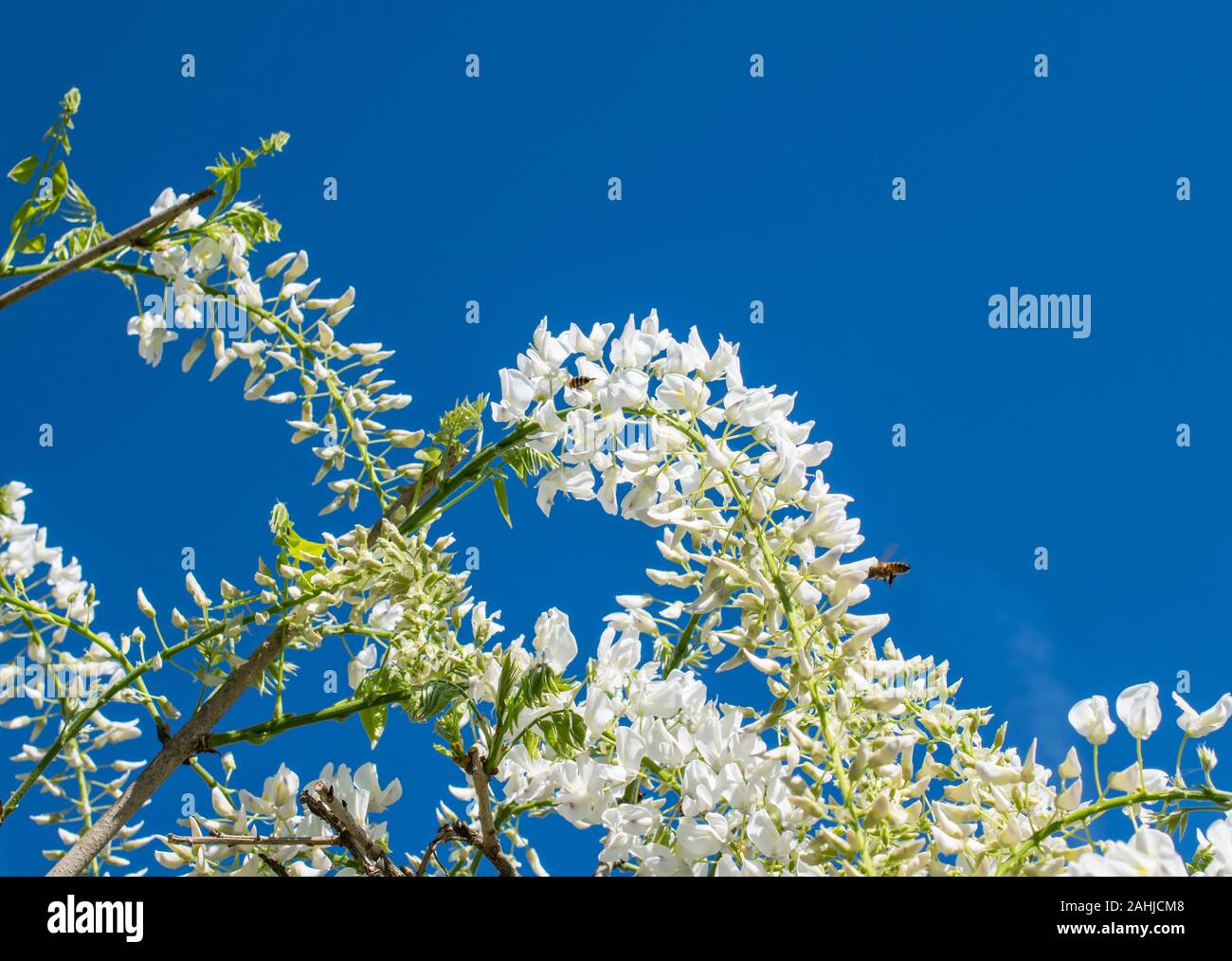 Au printemps la floraison de la glycine blanche Banque D'Images
