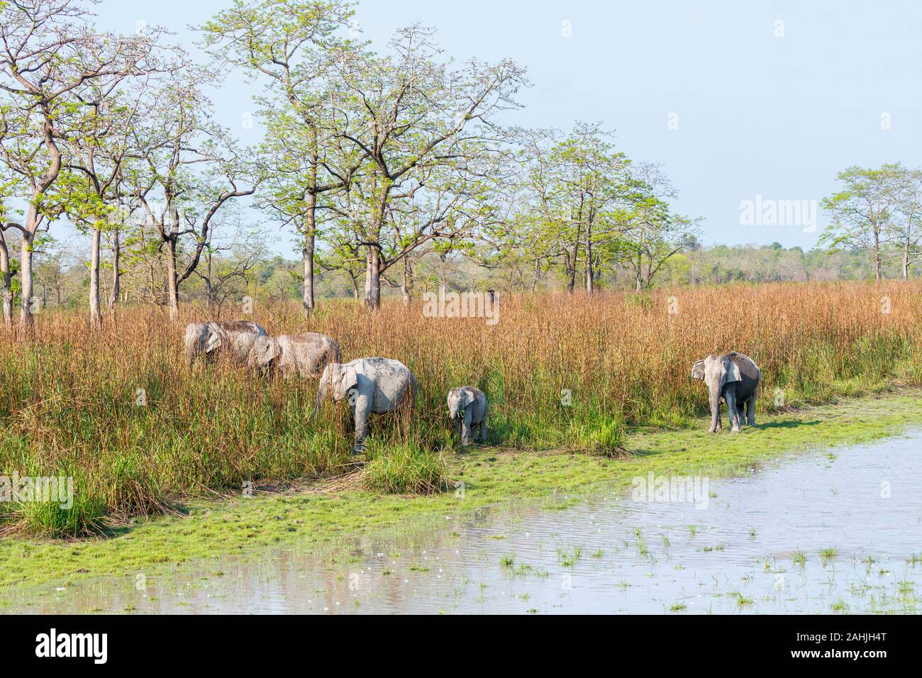 Un groupe familial d'éléphants indiens (Elephas maximus indicus) sur le bord d'une rivière dans le parc national de Kaziranga, Assam, nord-est de l'Inde Banque D'Images